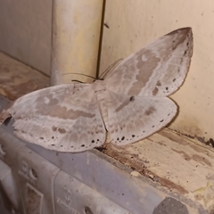 Cyclidia substigmaria