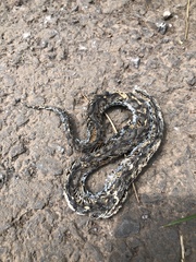 Gloydius ussuriensis