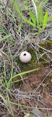 Lycoperdon pratense