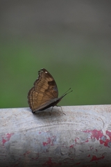 Junonia iphita
