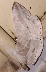 Cyclidia substigmaria