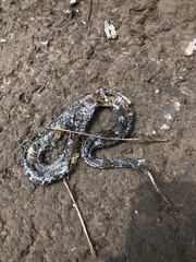 Gloydius ussuriensis