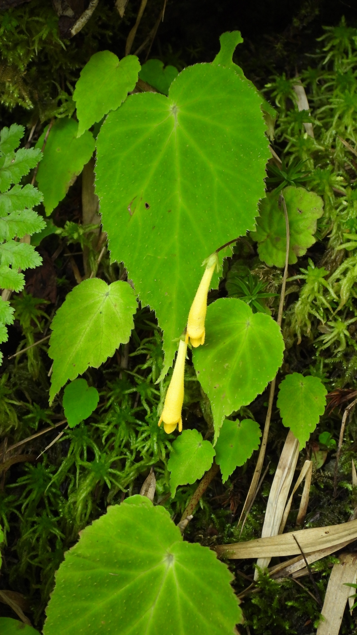 Oreocharis convexa