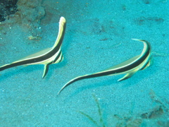 Eques lanceolatus