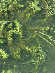 Myriophyllum