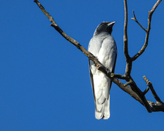 Coracina novaehollandiae