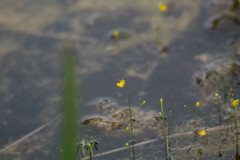Utricularia