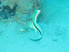 Eques lanceolatus