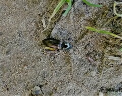 Selatosomus aeneus