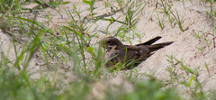 Caprimulgus asiaticus