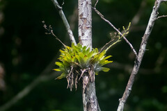 Catopsis sessiliflora