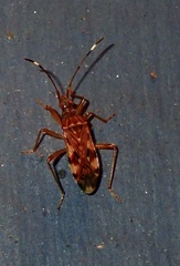 Neopamera albocincta