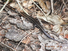 Plestiodon inexpectatus