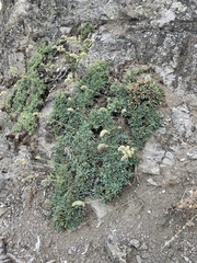 Petrophytum cinerascens