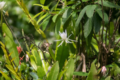 Epiphyllum hookeri