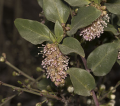 Ercilla spicata