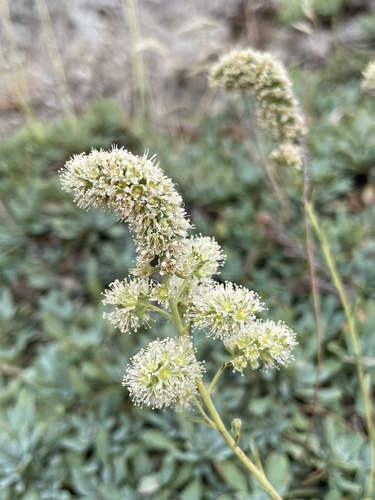 Petrophytum cinerascens, photograph 4
