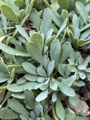 Petrophytum cinerascens