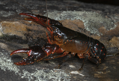 Euastacus australasiensis
