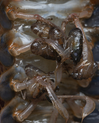 Euastacus australasiensis