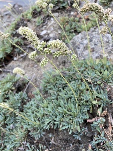 Petrophytum cinerascens, photograph 5