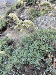 Petrophytum cinerascens