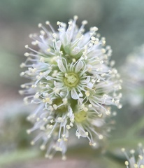 Petrophytum cinerascens