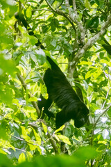 Alouatta pigra