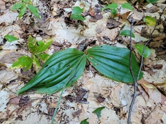 Cypripedium acaule
