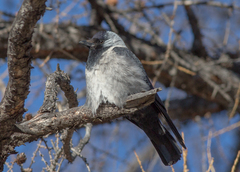 Corvus dauuricus