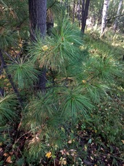 Pinus sibirica