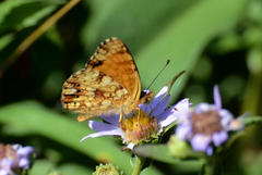 Phyciodes mylitta