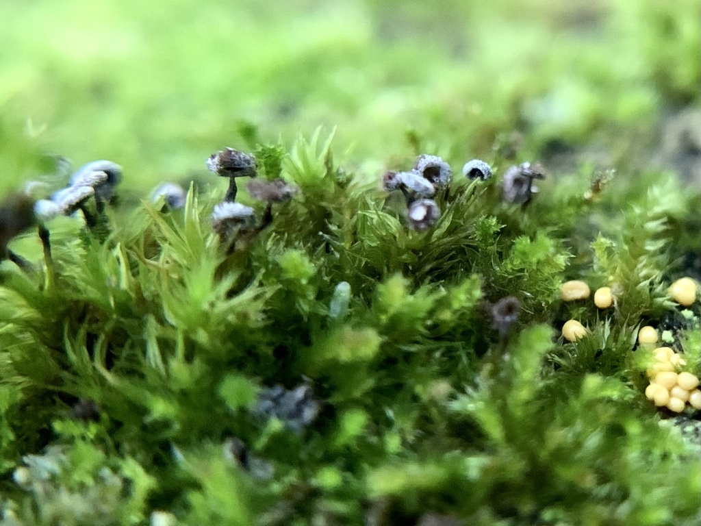 Didymium clavus from Mts- Mountains to Sea Trail, Jefferson, NC, US on ...