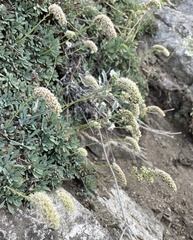 Petrophytum cinerascens