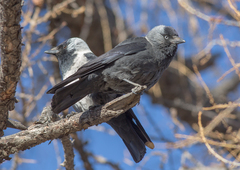 Corvus dauuricus