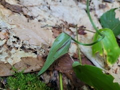 Cypripedium acaule