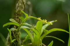 Epidendrum cardiophorum