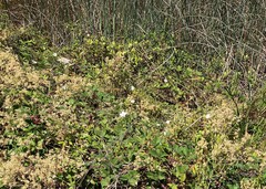 Calystegia sepium limnophila