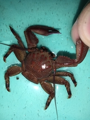 Petrolisthes tuberculosus