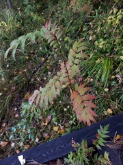 Sorbus sibirica
