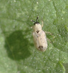 Stenopodius flavidus