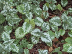 Lamium galeobdolon