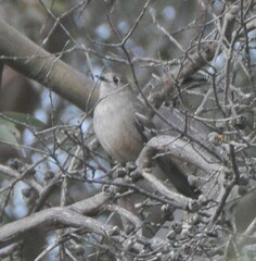 Drymodes brunneopygia