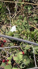 Calystegia sepium limnophila