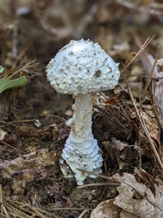 Amanita cokeri
