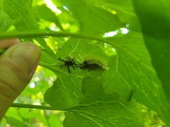Lymantriinae