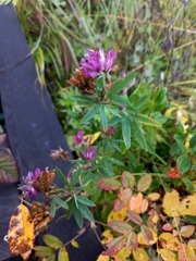 Trifolium lupinaster