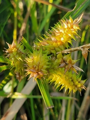Carex retrorsa