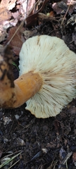 Lactifluus