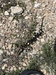 Cylindropuntia leptocaulis